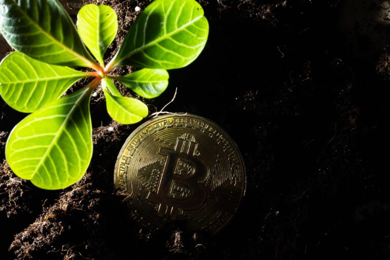 how grow get earn bitcoins bitcoin grows earth as growth has taken root batwa growing bitcoin home scaled